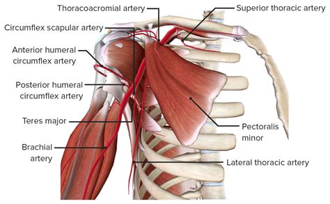 Axillary Artery And Brachial Artery