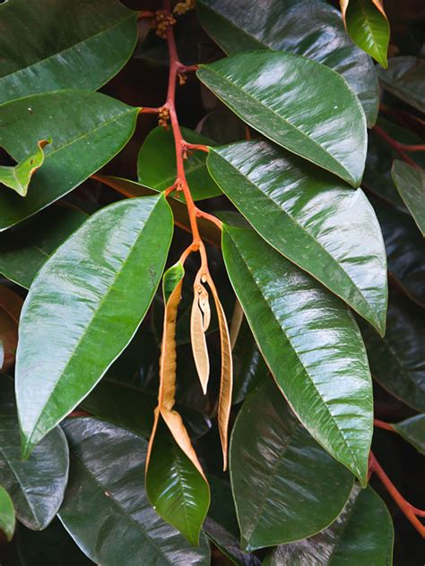 Star Apple Fruit Tree (chrysophyllum cainito) – Urban Tropicals