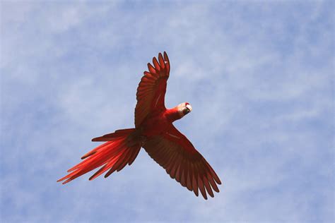 The 10 Most Colourful Birds in the World - PetHelpful