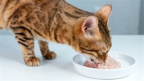 Is wet food bad for cats? A vet’s view | PetsRadar