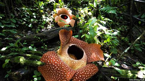 Rafflesia Preservation in Bengkulu Encourages Ecotourism