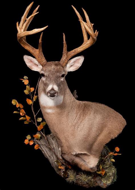 Whitetail. | Whitetail mounts. in 2019 | Deer mounts, Deer shoulder ...