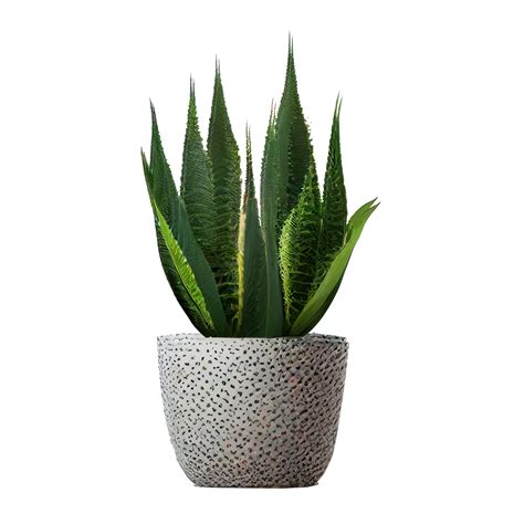 Beautiful plants in ceramic pots . 23358824 PNG