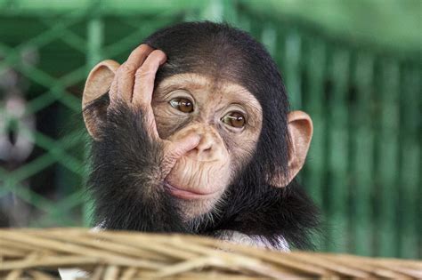 60% of Primates are Threatened to Become Extinct, Study Finds