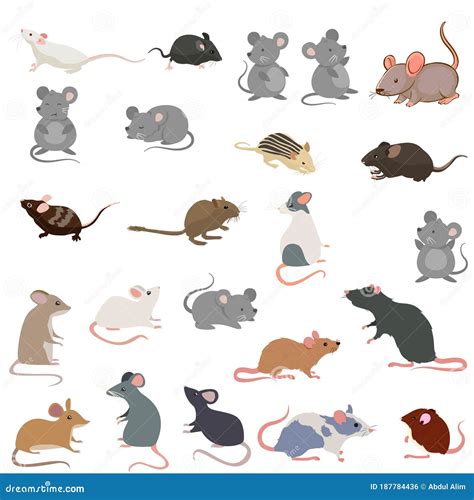 Rat Breeds Icon Set Flat Style Isolated on White Stock Vector ...