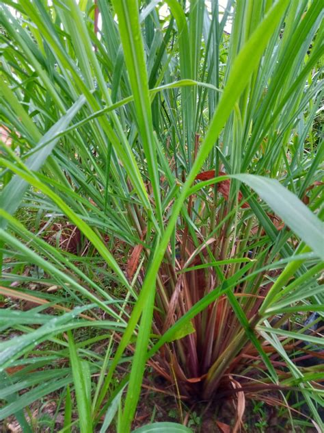 Serai Wangi / Citronella Grass - Herbalwise Holdings