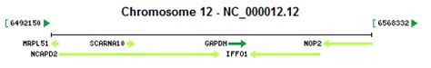 GAPDH Gene - GAPDH ORF Clone | GenScript