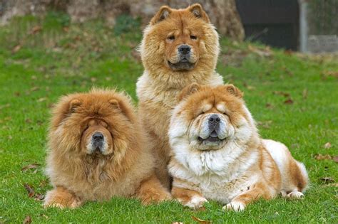 8 Dogs That Look Like Lions | Reader's Digest