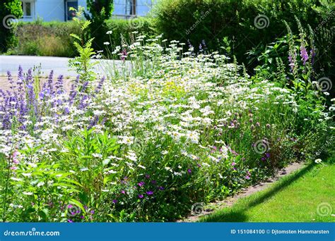 Garden Flowers Shine Beautifully in Midsummer Stock Photo - Image of equipment, flowerpots ...