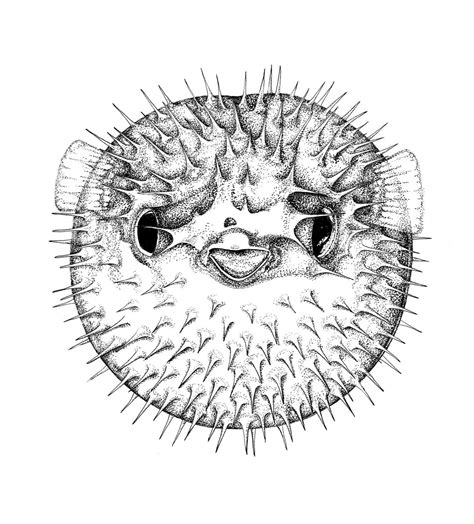 illustration of puffer fish - Google Search | Fish drawings, Stippling ...