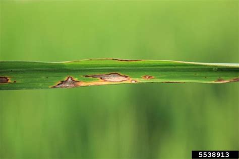 rice blast disease (Genus Pyricularia)