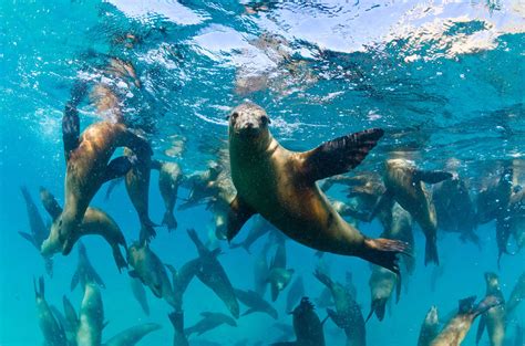 Pinnipeds | The Marine Mammal Center