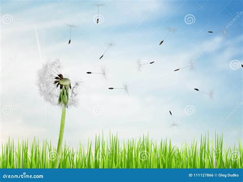 Dandelion with Blowing Seeds on Sky Background Stock Photo - Image of ...