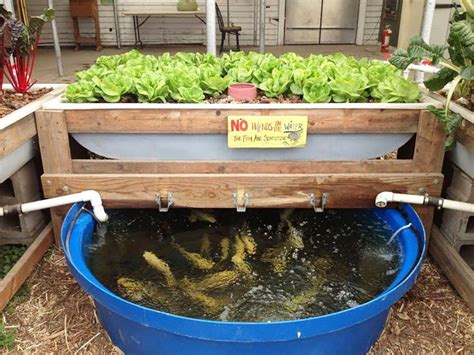 Những loài cá phù hợp nuôi Aquaponics ở Việt Nam