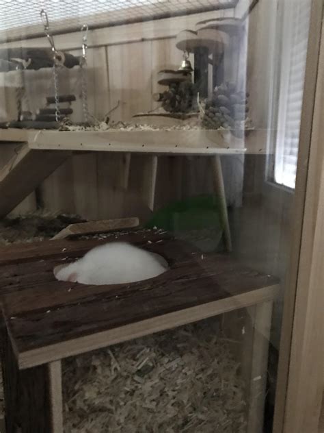 My hamster wants me to think I got a snowball... : r/hamsters