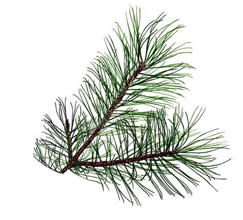 Free Transparent Branch Cliparts, Download Free Transparent Branch Cliparts png images, Free ...