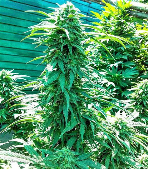 Ruderalis Indica Regular seeds for sale: information and reviews - Herbies