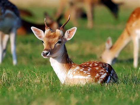 Adorable Baby Deer wallpaper | 1024x768 | #11233