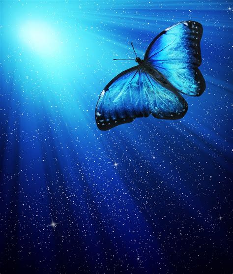 Blue and Black Monarch Butterfly Spiritual Meaning and Symbolism