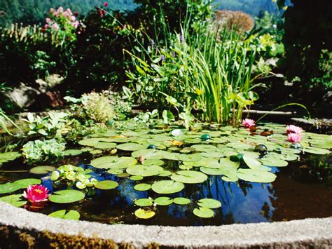 Discover the Joys of Pond Gardening | HGTV