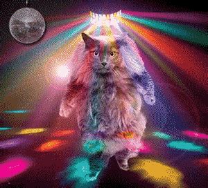 Cat GIF - Find & Share on GIPHY