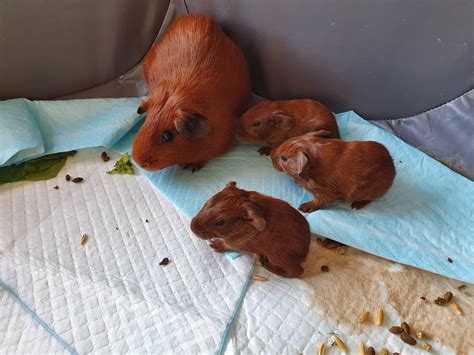 3 newborns this morning! : r/guineapigs