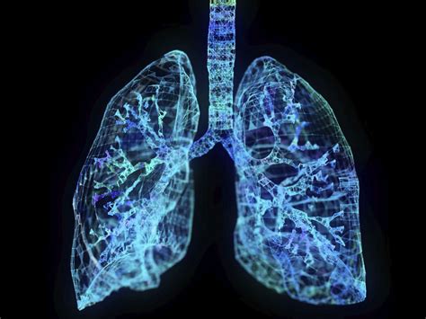 Lungs Anatomy