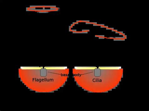 Flagelo (biología) _ AcademiaLab