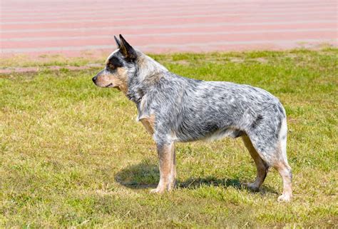 Are Australian Cattle Dogs Related to the Wild Australian Dingo?