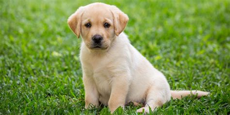 12 Health Problems Labrador Retrievers Are Prone To