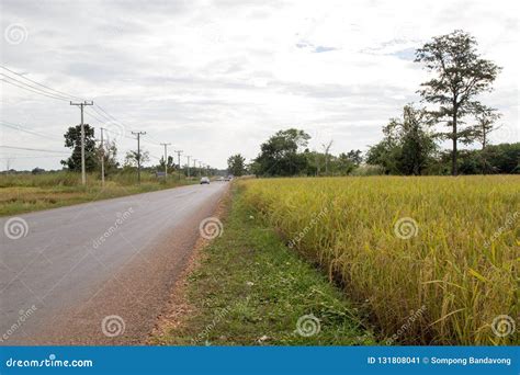 Rice field in Laos stock image. Image of beautiful, meadow - 131808041