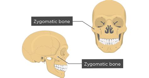 Zygomatic Process