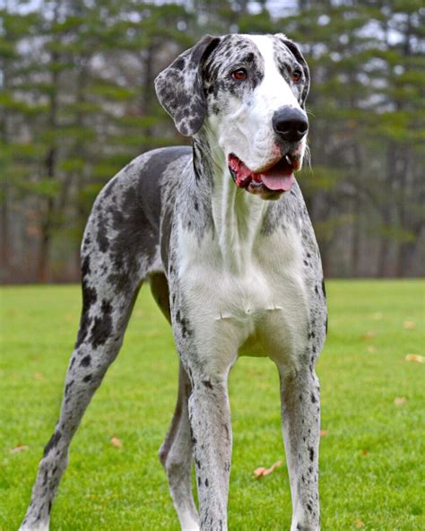 Merle Great Dane: Facts, Genetics, Health, Puppy Prices & FAQs