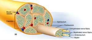 Flashcards - UNIT 13: THE NERVOUS SYSTEM_Elisa_GBC_1