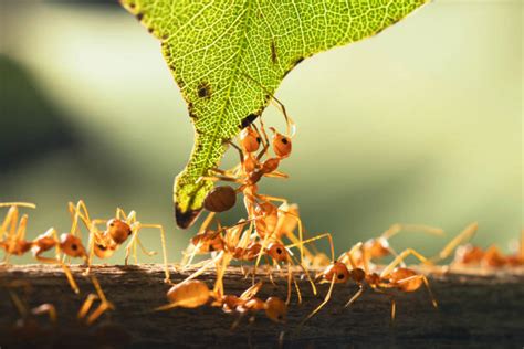 Ants Carrying Food Stock Photos, Pictures & Royalty-Free Images - iStock