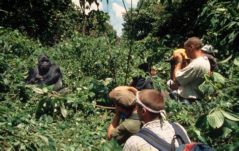 Mountain Gorilla Habitat Loss