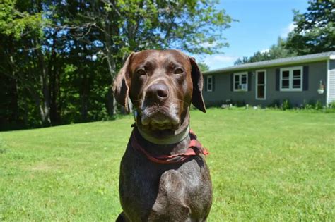 Dog Ate Rubber Band: What to Do Next - DogCareLife