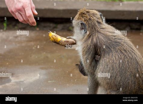 A juvenile monkey holding a banana Stock Photo - Alamy