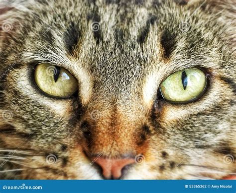 Brown tabby cat gaze stock photo. Image of stripe, glare - 53365362