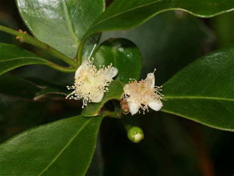 Psidium cattleianum - Strawberry Guava, Cattley Guava - Hawaiian Plants ...