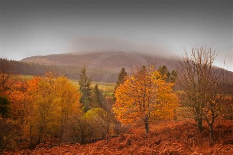 Galloway Forest Autumn | Autumn Colours in The galloway Fore… | Flickr