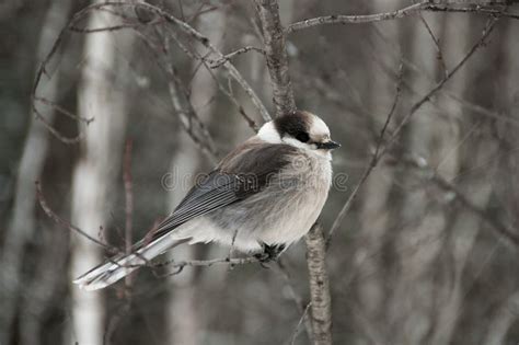 Grey Jay Bird Stock Photo. Grey Jay Bird Close-up Profile Perched Winter Season. Grey Jay Bird ...