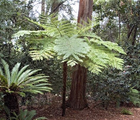 Cyathea cooperi - Sloat Garden Center