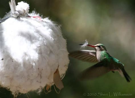 Nesting material for hummingbirds – Sheri L. Williamson