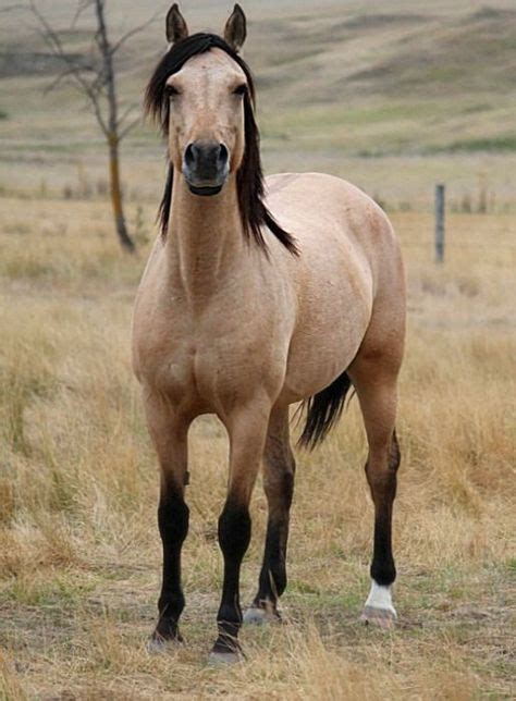 44 Colors buckskin/palomino ideas | pretty horses, beautiful horses, horse pictures