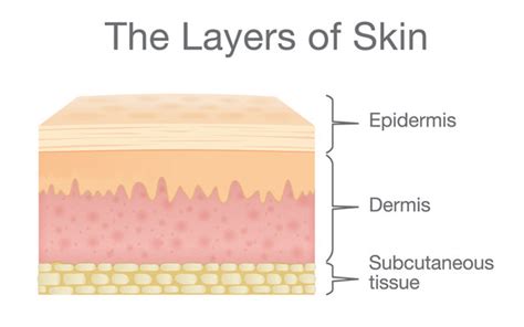 Understanding The Different Layers Of Skin – SkinKraft