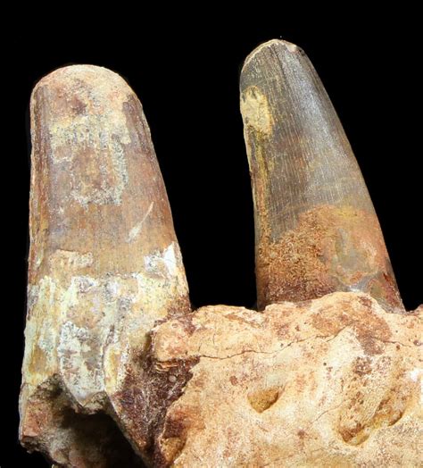 7.5" Spinosaurus Jaw Section - Four Composite Teeth (#39292) For Sale - FossilEra.com