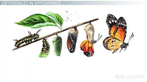 Metamorphosis Definition, Types & Stages - Video & Lesson Transcript ...