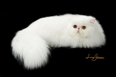 Persian Cat Breeders Websites | KittySites.Com