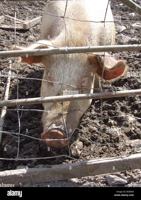 one pig in muddy field on farm in countryside Stock Photo - Alamy